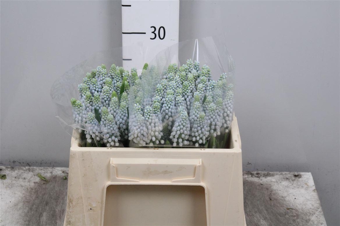 <h4>Muscari Manon</h4>