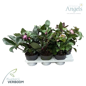 Helleborus Frostkiss p15 mix