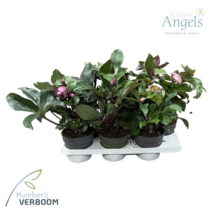 <h4>Helleborus Frostkiss p15 mix</h4>