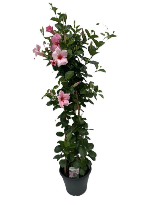 <h4>MANDE SUN CR PINK</h4>