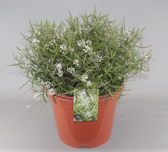 <h4>Hebe 'Kirkii' C10</h4>