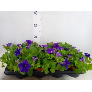 Petunia  'Famous Blue'