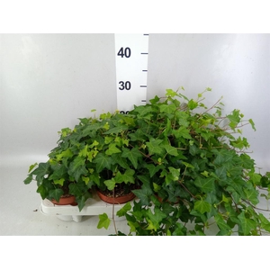 Hedera helix 'Pittsburgh'