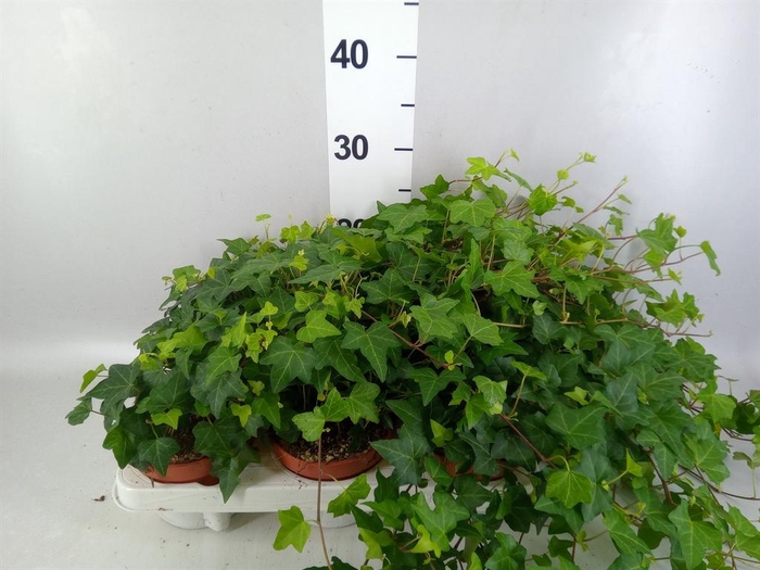 <h4>Hedera helix 'Pittsburgh'</h4>