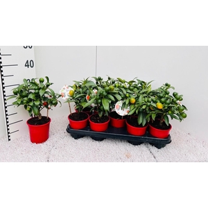 Citrus Kumquat Poliandra mini-stem