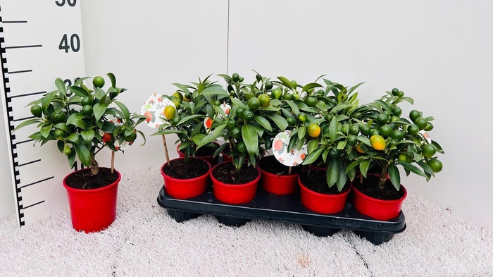 <h4>Citrus Kumquat Poliandra mini-stem</h4>