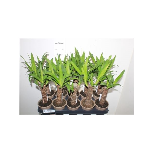 <h4>Yucca 20cm Meerkop 2+</h4>