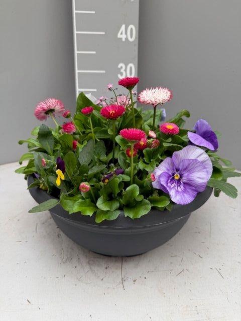 <h4>PERKPL GEM IN POT</h4>