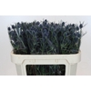 Eryngium Blue Dynamite