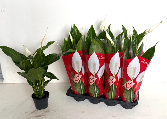 <h4>SPATH SWEET BENITO</h4>