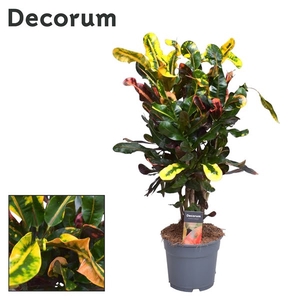 Croton Mammi