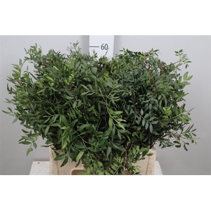 Pista Ov Blad