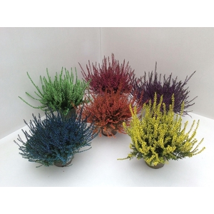 Calluna vulg. kleurbehandeld H%