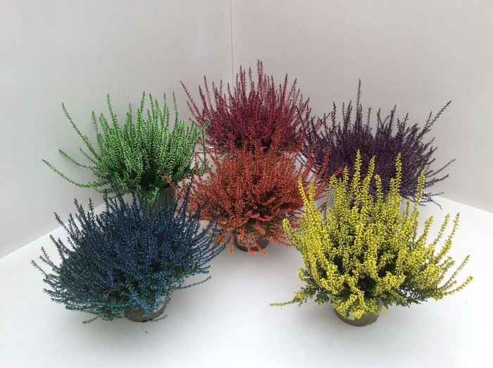 <h4>Calluna vulg. kleurbehandeld H%</h4>