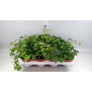 Hedera helix   ...mix 3