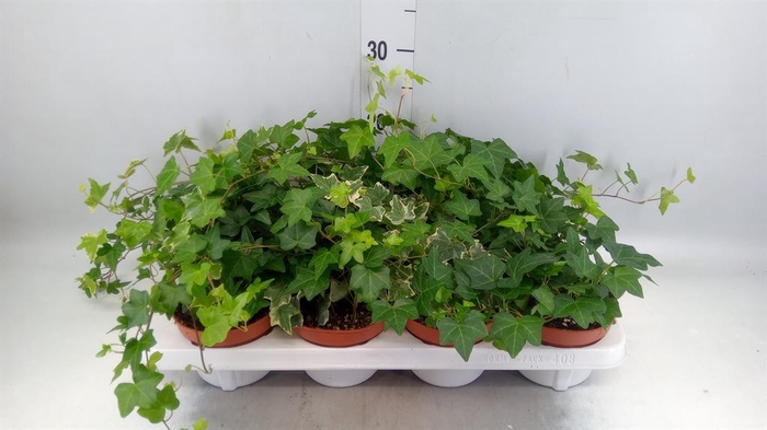 <h4>Hedera helix   ...mix 3</h4>