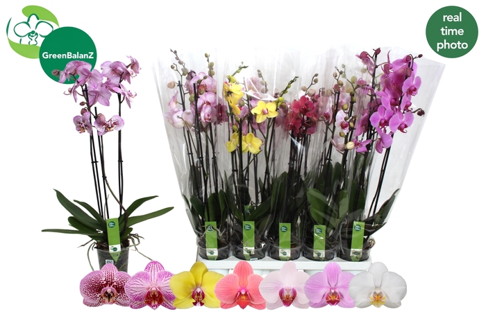 <h4>PHAL GEM 7 KL</h4>