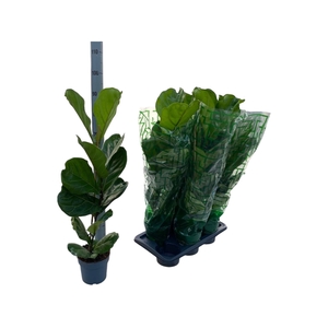 FICUS LYRATA
