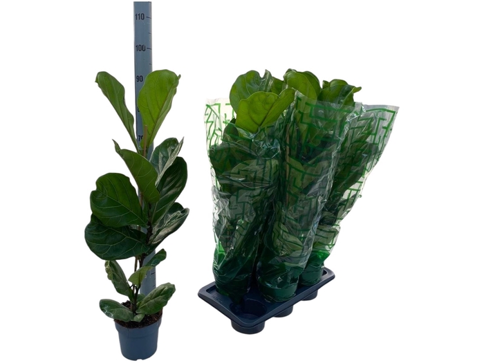 <h4>FICUS LYRATA</h4>