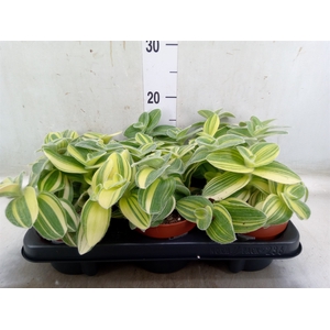 Tradescantia sillam. 'Brown Hill'