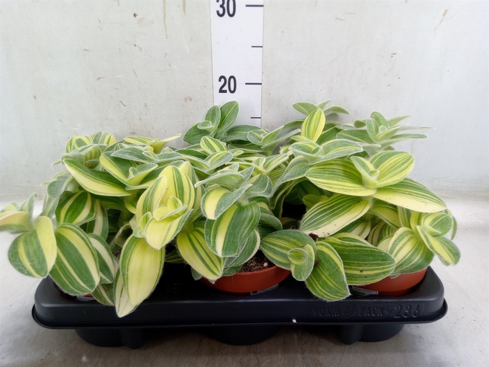 <h4>Tradescantia sillam. 'Brown Hill'</h4>