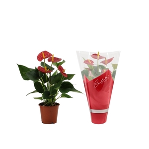 Anthurium Success Red in Couture sleeve