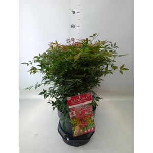 Nandina domestica 'Obsessed'