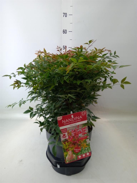 <h4>Nandina domestica 'Obsessed'</h4>