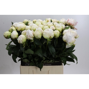 Paeonia Ivory Victory