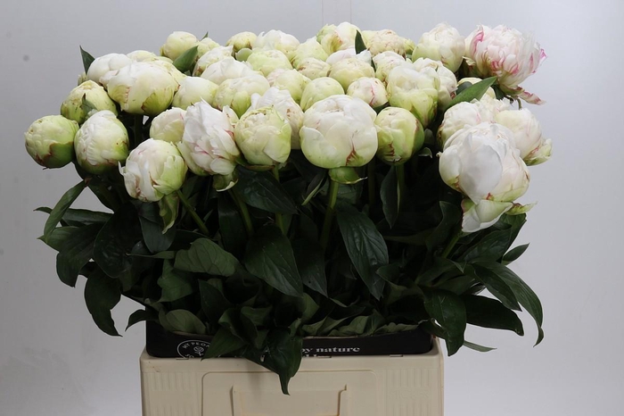 <h4>Paeonia Ivory Victory</h4>