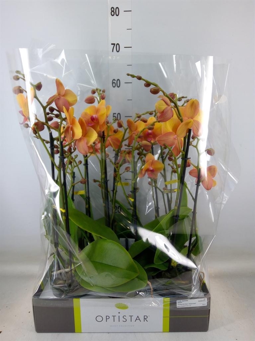 <h4>Phalaenopsis ...orange</h4>