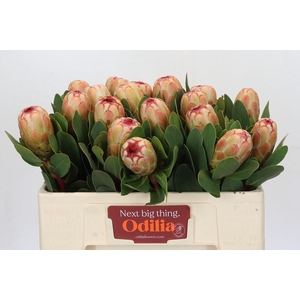 Protea Grandicolor