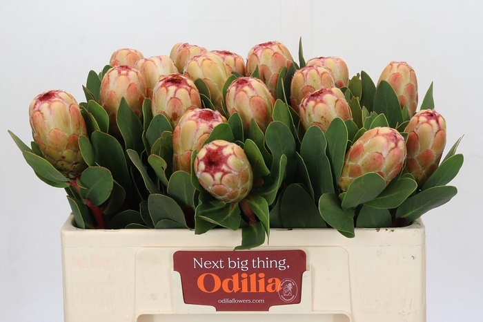 <h4>Protea Grandicolor</h4>