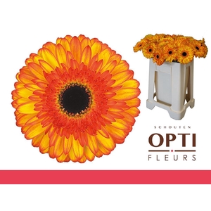 Gerbera Spotlight Water / Hoes