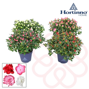 Hortinno® Home 'Spring Collection' 25 - 27 cm