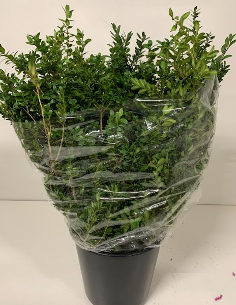 <h4>Buxus Green Per Bunch</h4>