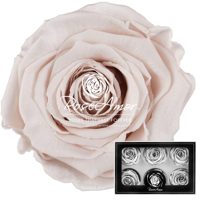 <h4>Lplus Pin79</h4>