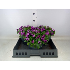 Viola corn. 'Patiola Tangarine'