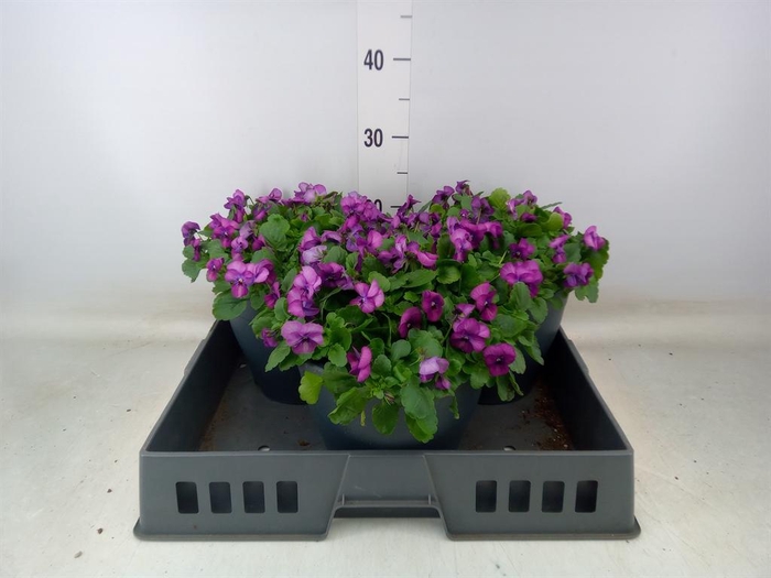 <h4>Viola corn. 'Patiola Tangarine'</h4>