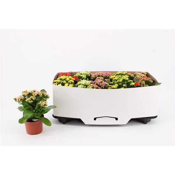 <h4>Kalanchoe Double Mix, 5 colours, in kraag</h4>