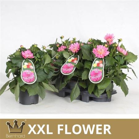 <h4>Dahlia D Xxl Ov</h4>