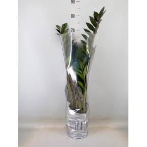 Zamioculcas zamiifolia 'Super Nova'