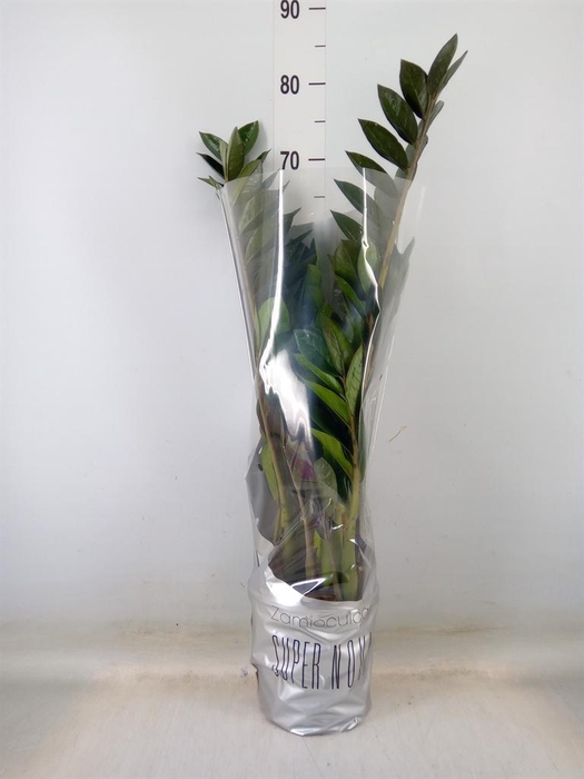 <h4>Zamioculcas zamiifolia 'Super Nova'</h4>