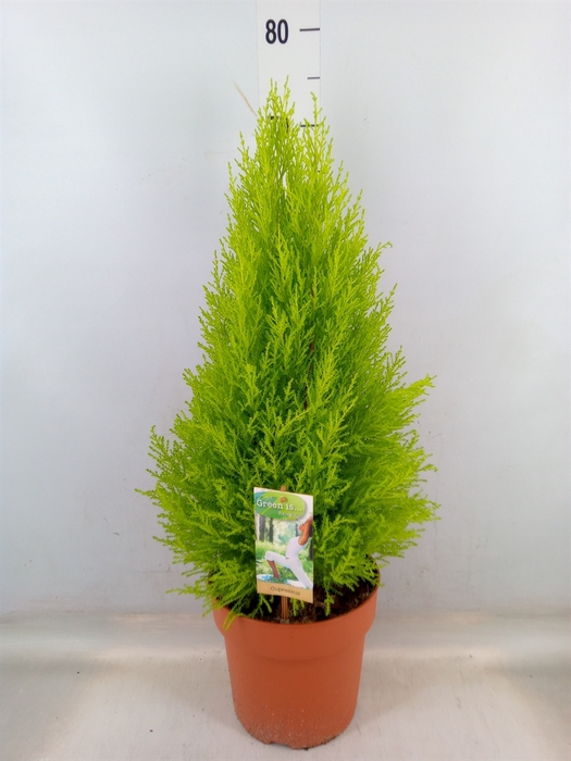 <h4>Cupressus macro. 'Goldcrest Wilma'</h4>
