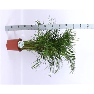 Chrysalidocarpus lutescens overig
