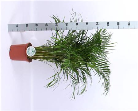 <h4>Chrysalidocarpus lutescens overig</h4>