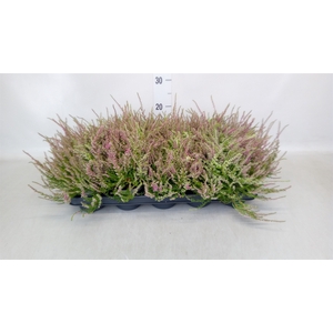 Calluna vulg. 'Allegro'