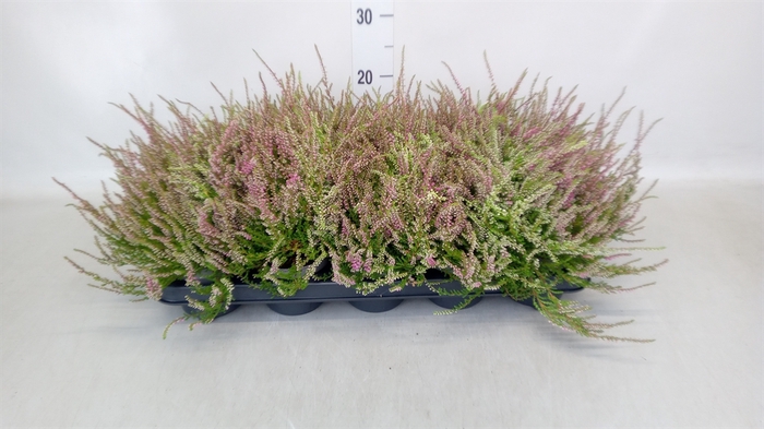 <h4>Calluna vulg. 'Allegro'</h4>