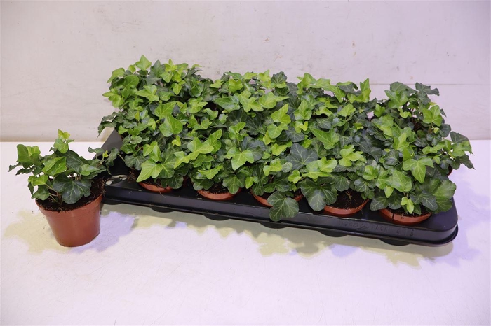 <h4>arr8 Hed He Wonder</h4>