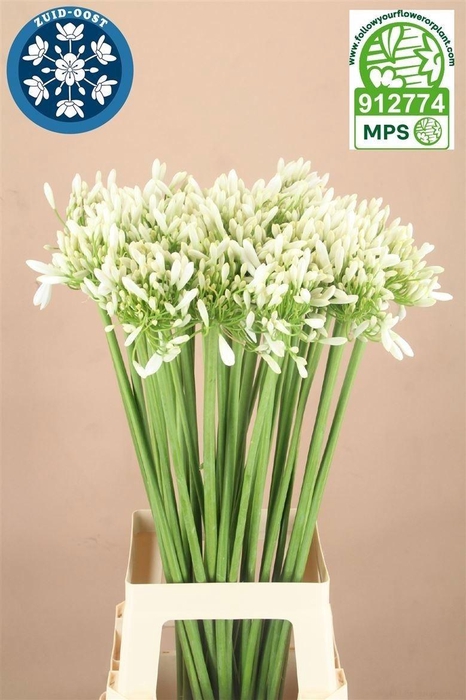 <h4>Agap Praecox Meoni</h4>
